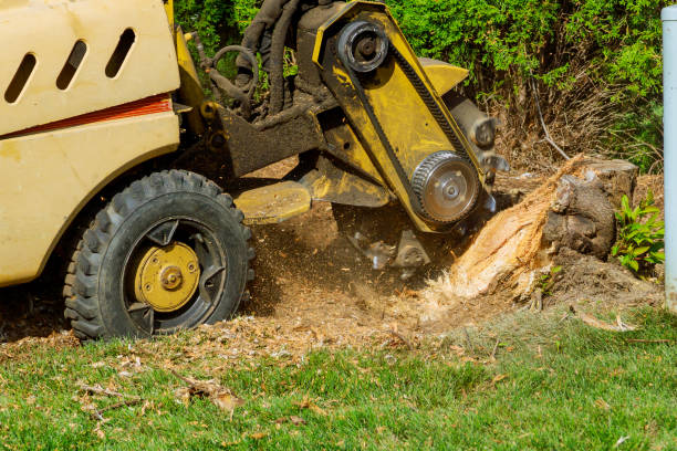 How Our Tree Care Process Works  in  Westminster, TX