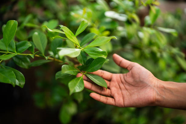 Trusted Westminster, TX Tree Care Services Experts